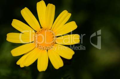 yellow daisy