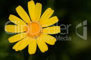 yellow daisy