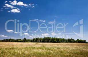 Green Grass and Blue Sky