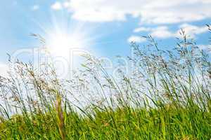 Green field against the blue sky in summer