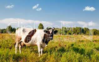 Cow in field