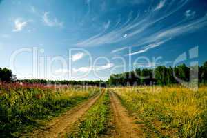 Summer landscape