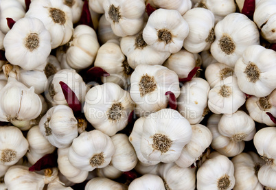 Garlic