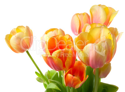 Colourful tulips