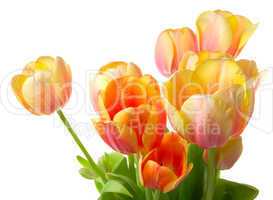 Colourful tulips