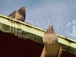 Street pigeon, rock dove