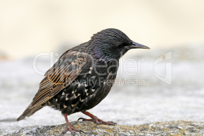 Star, Sturnus vulgaris, Starling