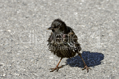 Star, Sturnus vulgaris, Starling