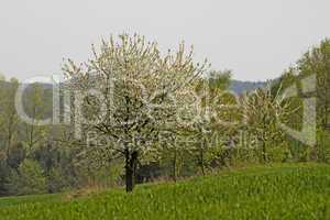 Frühlingslandschaft mit Kirschbäumen, Hagen