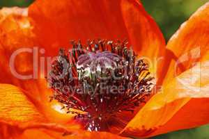 Papaver orientale, Orientalischer Mohn, Türkischer Mohn