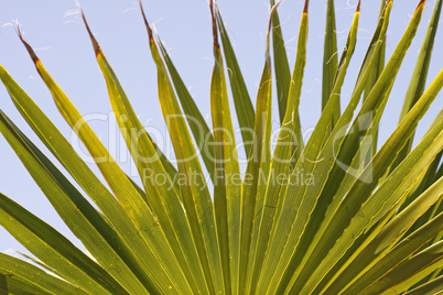 Washingtonia filifera, Kalifornische Washingtonpalme