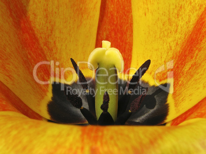 Tulpenkelch - Tulip detail