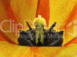 Tulpenkelch - Tulip detail