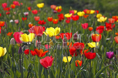 Tulpen-Mischung im Gegenlicht - Tulip mix