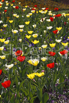 Tulpen-Mischung im Gegenlicht - Tulip mix