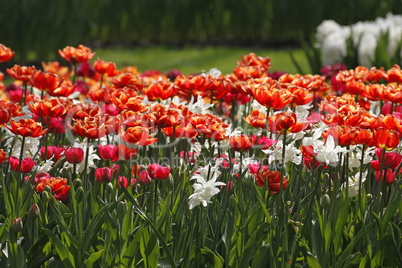 Tulpen-Mischung im Park - Tulip mix