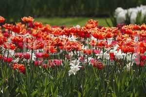 Tulpen-Mischung im Park - Tulip mix