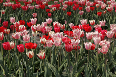 Tulpen-Mischung mit rosa und rote Tulpen