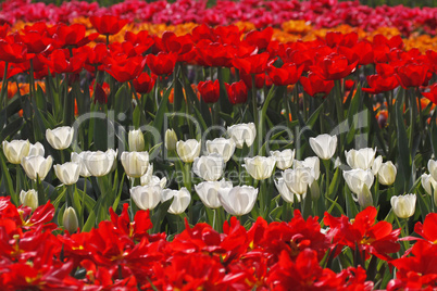 Weiße Tulpen im Licht - White tulips