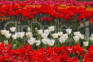 Weiße Tulpen im Licht - White tulips