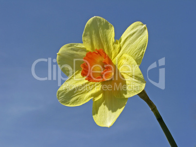 Narcissus-Hybride, Osterglocke, Narzisse