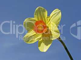 Narcissus-Hybride, Osterglocke, Narzisse