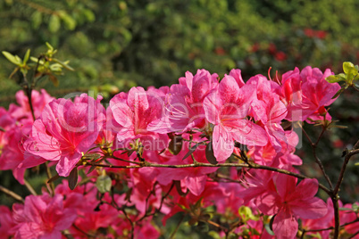 Rhododendron japonicum 'Gretchen', Japanische Azalee