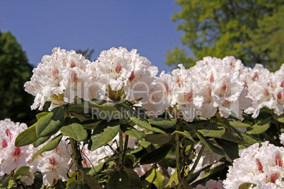Rhododendronblüten im April