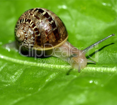 Snail slug