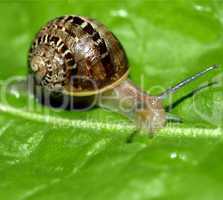 Snail slug