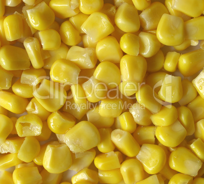 Maize corn