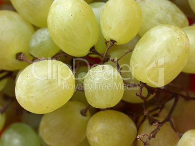 Grape