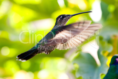 Hummingbird in full flight