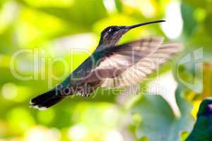Hummingbird in full flight