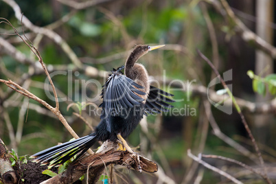 Anhinga