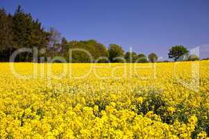 Rape field