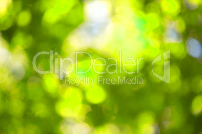 abstract green bokeh - perfect background