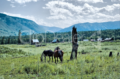 Horse in countryside