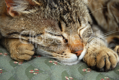 Sleeping cat portrait