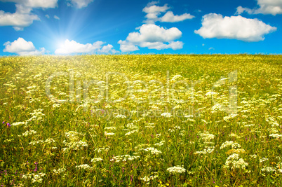 green field with blooming flowers and blue sky