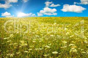 green field with blooming flowers and blue sky