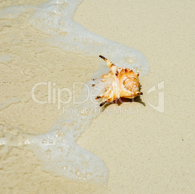 shell in the beach
