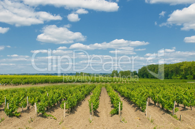 vineyards in bordeaux