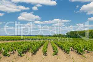 vineyards in bordeaux