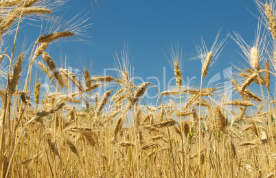 Wheat field and blue sky