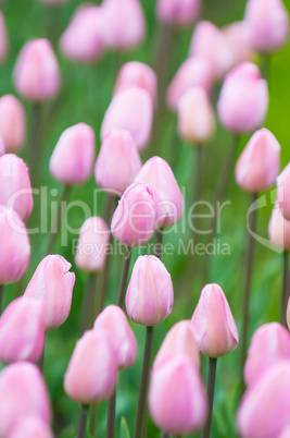 pink tulips, very shallow focus