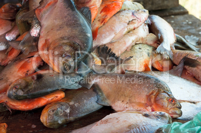 fresh piranha at a fish market