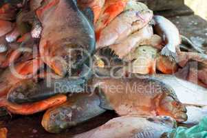 fresh piranha at a fish market