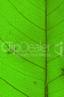 green leaf texture