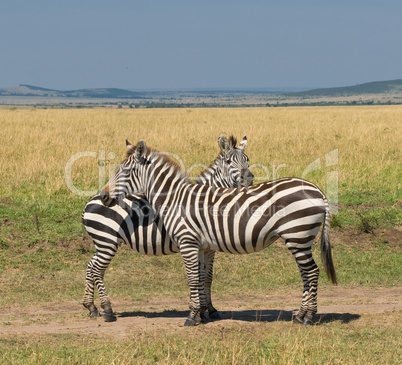 two zebras, masai mara, kenya